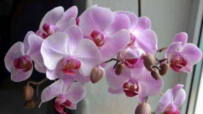 Кормлю орхидею чесноком и не нарадуюсь. Цветёт все 4 сезона - lifehelper.one