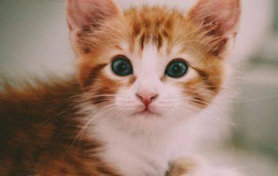 Як соціалізувати кошеня: 4 кроки, які допоможуть виростити впевненого кота - hochu.ua