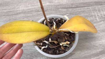 Спасите умирающую орхидею! Она отрастит новые корешки и восстановит тургор листьев - cpykami.ru