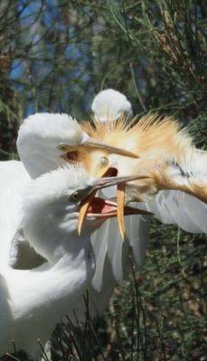 Странные, забавные и чудаковатые птицы на случайных снимках - chert-poberi.ru