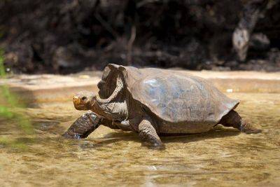 Как удалось сохранить популяцию галапагосских черепах? - lifehelper.one - Эквадор