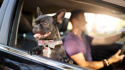 Как помочь своей собаке преодолеть страх перед поездками на автомобиле? - mur.tv