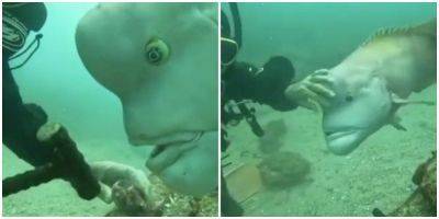 “Что у тебя там?”: любопытная рыбка заинтересовалась дайвером - mur.tv - Япония