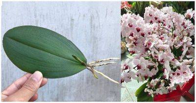 Укорените орхидею необычным способом — от шеи листа - lifehelper.one