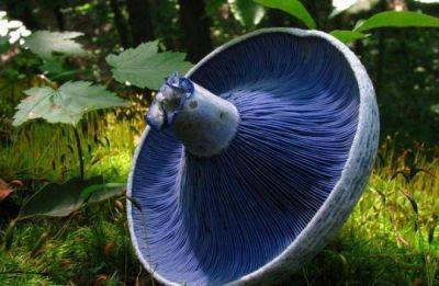 15 самых красивых грибов в природе - fokus-vnimaniya.com - Китай - Австралия - Мексика - Гватемала