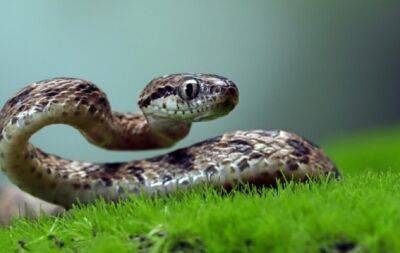Сон про змію: про що попереджають плазуни уві сні - hochu.ua