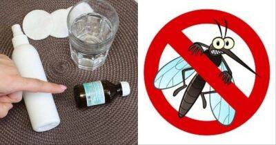 Близко не подлетят: лучшие бюджетные средства для защиты от комаров и мух - lifehelper.one