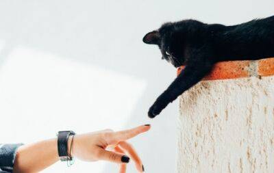 Це точно кохання: 10 способів, якими кішка висловлює свої почуття до вас - hochu.ua