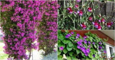 Неприхотливые вьющиеся растения, которые своим красивым цветением преобразят любой сад - cpykami.ru