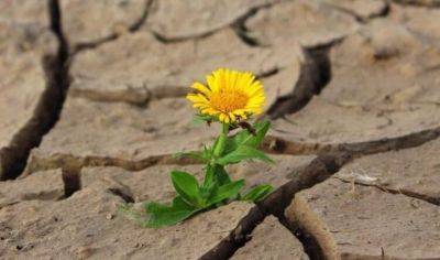 Как растениям удаётся выживать в засуху - fokus-vnimaniya.com - Германия - Австралия