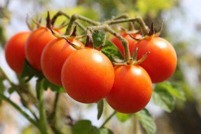 Урожай на балконе. Как выращивать томаты Черри в квартире? - lifehelper.one