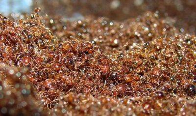 25 удивительных фактов про муравьёв - fokus-vnimaniya.com - Антарктида