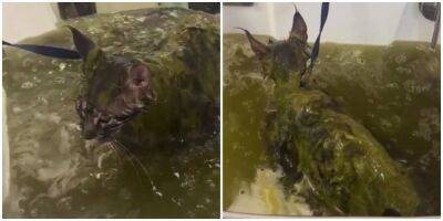 В Японии стали устраивать травяные ванны для котов - mur.tv - Япония