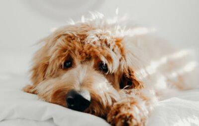 7 дивовижних фактів про собак, які змусять вас по-іншому подивитися на свого улюбленця - hochu.ua
