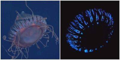 Медуза удивительной красоты, устраивающая световое шоу - mur.tv