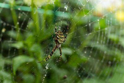 Как охотятся пауки? - lifehelper.one - Россия - Австралия