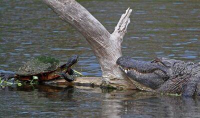 Кукушки от мира рептилий: зачем черепахи подкладывают свои яйца в крокодильи гнёзда? - fokus-vnimaniya.com