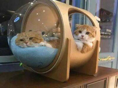 Необычные домики для кошек своими руками и не только - milayaya.ru
