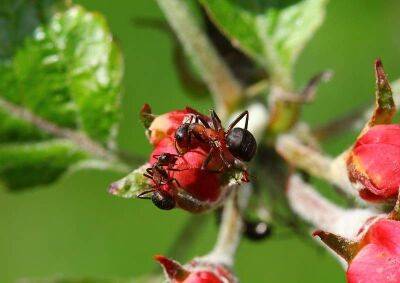 Чем обработать яблоню от муравьев: простая и эффективная защита на целый месяц - lifehelper.one