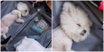 Пёс уснул в чемодане, чтобы хозяева не забыли взять его в отпуск - mur.tv