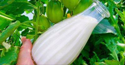 Сильнейшая органическая добавка для томатов, огурцов и перца! Эффективный способ увеличить урожай - cpykami.ru