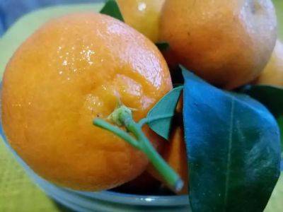Кислые мандарины станут сладкими как мед за 10 минут: японская хитрость - belnovosti.by