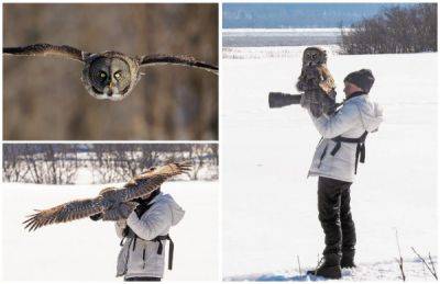 Невероятный момент: Большая серая сова села на объектив фотографа - porosenka.net - Канада