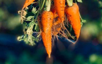 Щоб була велика і смачна: чим полити моркву для хорошого врожаю - hochu.ua