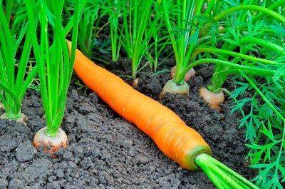Почему зеленеет морковь на грядке и что делать чтобы этого избежать? - lifehelper.one