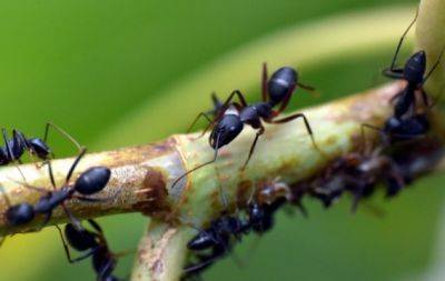 Прогнати нахаб без хімії: простий спосіб допоможе захистити дерева від мурах - hochu.ua