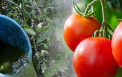 Чим полити томати в червні для рясного врожаю: ви ще встигнете скористатися цим лайфхаком - hochu.ua