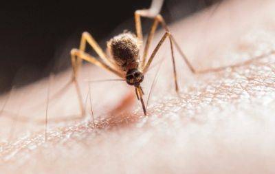 Кого комарі кусають частіше за інших? Дізнайтеся, чи є ви у цьому списку - hochu.ua