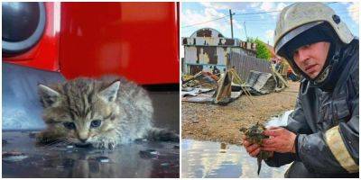 В Бурятии спасли котёнка и приняли его на службу - mur.tv - республика Бурятия