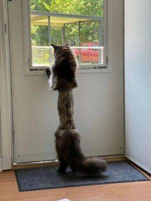 Парень показал своего кота после посещения ветеринара - chert-poberi.ru