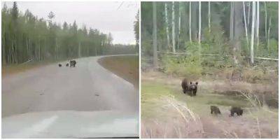 В Якутии водитель встретил медведицу с медвежатами - mur.tv - республика Саха