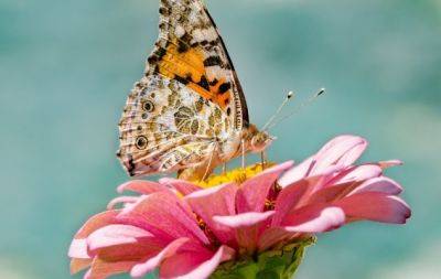 Найгарніша комаха: світлини метеликів, які надихають і заряджають енергією (ФОТО) - hochu.ua