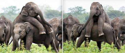 Это гигантский поросенок! Дерзкий молодой слон взбирается на своего друга во время игры - porosenka.net - Шри Ланка