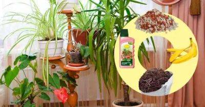 Чем подкормить комнатные растения – выбираем идеальные удобрения для цветов на подоконнике - lublusebya.ru