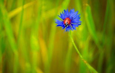 Час психологічного розвантаження: світлини польових квітів, які заряджають енергією (ФОТО) - hochu.ua
