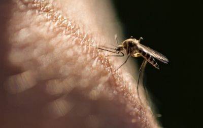Що робити, якщо покусали комарі? Цей народний засіб допоможе швидко зняти свербіж та набряки - hochu.ua