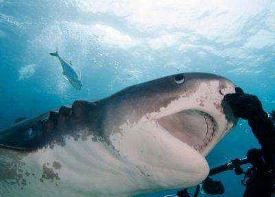 «Шансы человека равны нулю»: эксперты рассказали, как уберечься от акул в Красном море - fokus-vnimaniya.com