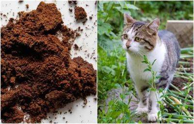 Как использовать кофейную гущу в садовничестве без вреда для растений и почвы - lublusebya.ru
