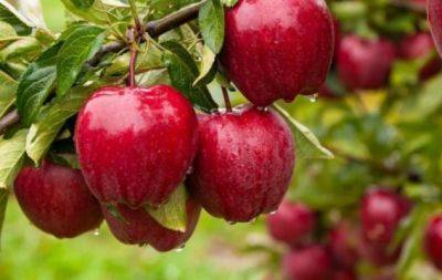 Якщо хочете, щоб яблука виросли великі та солодкі, посадіть у садку одну рослину - hochu.ua