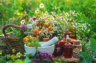 Лекарственные травы в саду — создаем аптекарский огород - lublusebya.ru