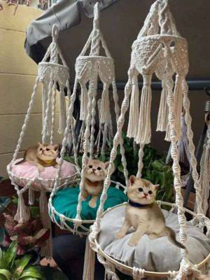 Плетеные гамаки для кошек - milayaya.ru