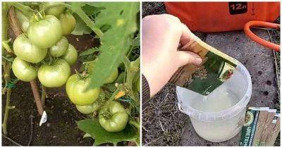 Увеличьте завязи на томатах в 5 раз! Завязи нарастают и не опадают - lifehelper.one