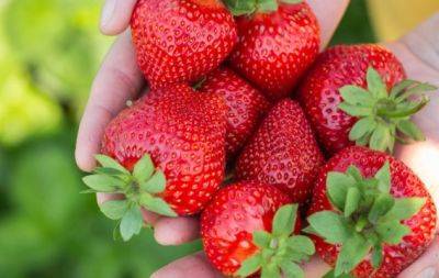 Найкраще підживлення для полуниці на 2023 рік: ягоди будуть розміром з кулак - hochu.ua