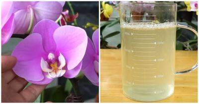 Стакан волшебной воды в месяц, и орхидея цветёт и радует круглый год - cpykami.ru