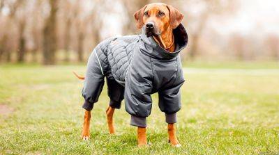 Как сделать уютную одежду для домашних животных своими руками? - mur.tv