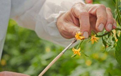 Чому з помідорів опадає цвіт: 4 можливі причини і рішення проблеми - hochu.ua